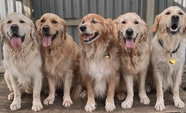 Köpek Pansiyonu Nedir ve Neden Tercih Edilmelidir